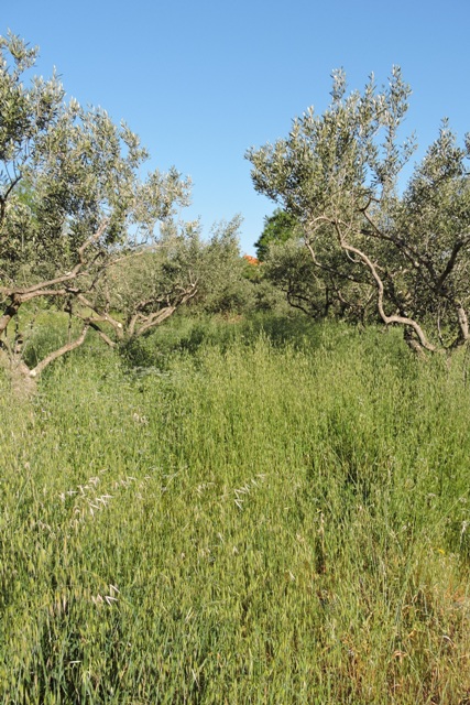 In the olives the grasses have taken over